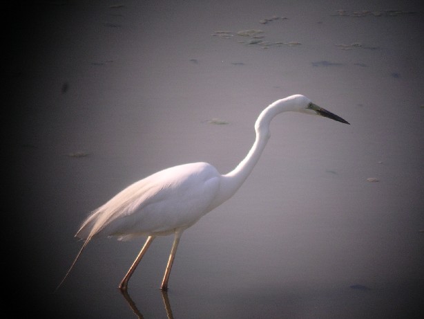 fotografia con cannocchiale